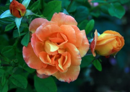 Rosa 'Orange Dawn'