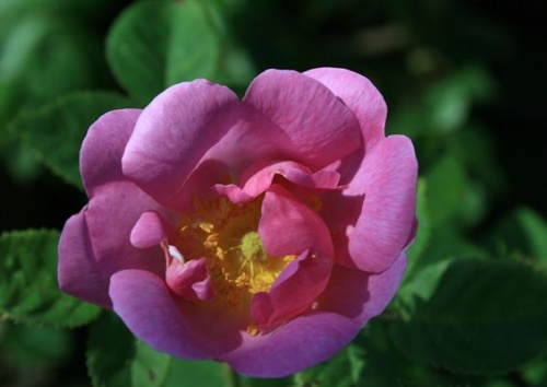 Rosa gallica odorata rubra