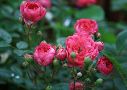 Rosa 'Herbstfreude'