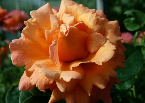 Rosa 'Steinfurther Abendsonne'