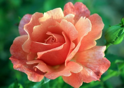 Rosa 'Steinfurther Abendsonne'