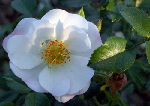 Rosa 'Sternenflor'