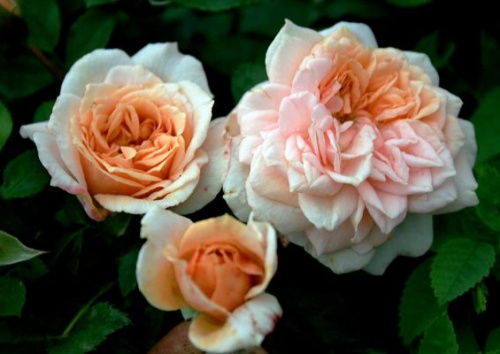 Rosa 'Garden of Roses'
