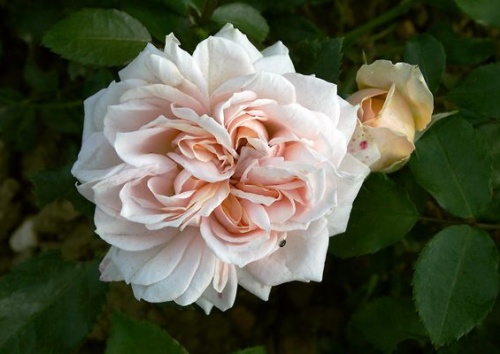 Rosa 'Garden of Roses'