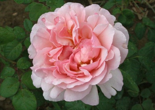 Rosa 'Duftjuwel'