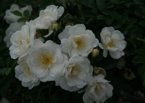 Rosa 'Bienenweide Weiß'