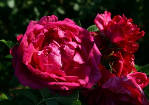 Rosa rugosa 'hr4-Rose Junimond'