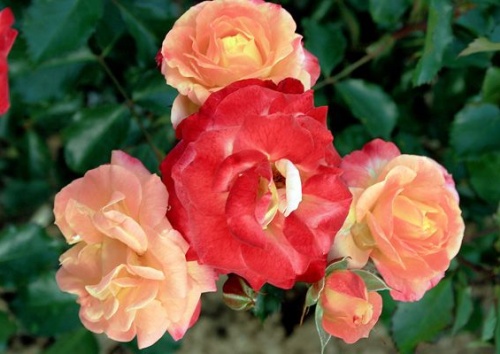 Rosa 'Firebird'