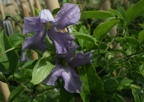 CLEMATIS viticella 'Betty Corning'