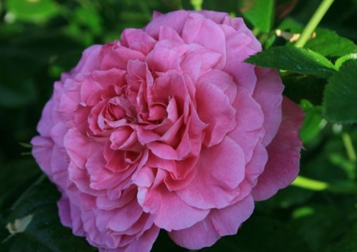 Rosa 'Heilige Elisabeth'