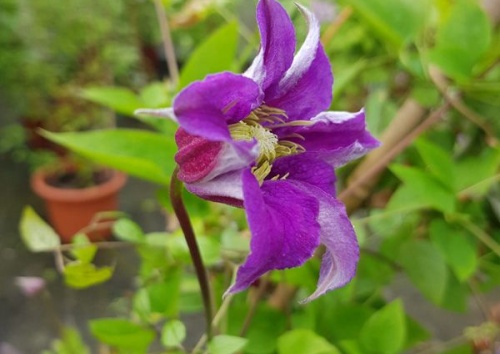 CLEMATIS texensis 'Prince William'