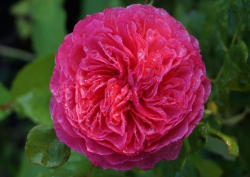 Rosa 'Theo Clevers'