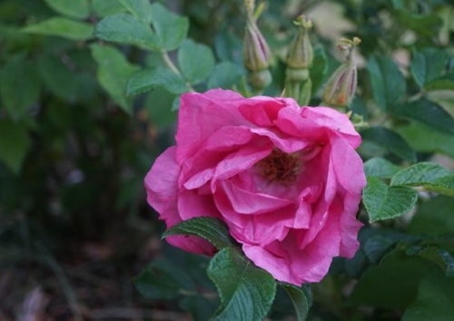 Rosa rugosa 'St. Bonifatius 721'