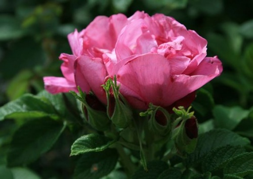 Rosa rugosa 'St. Bonifatius 721'
