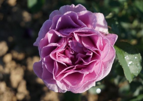 Rosa 'Terra Limburgia'