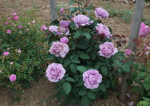 Rosa 'Terra Limburgia'