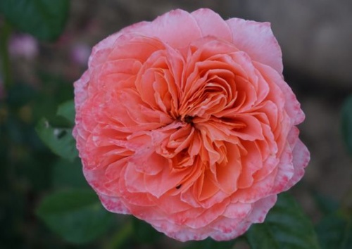 Rosa 'Marcs Jubilee'