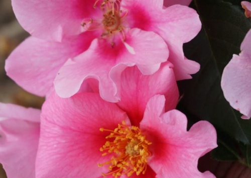 Rosa 'See you in Pink'