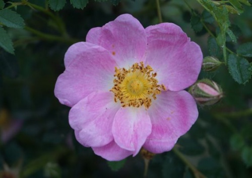 Rosa pimpinellifolia Typ Zweibrücken