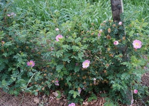 Rosa pimpinellifolia Typ Zweibrücken