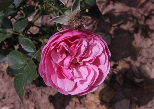 Rosa 'Pomponella'