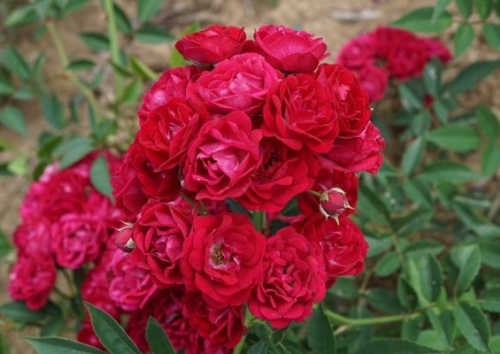 Rosa 'Perennial Domino'