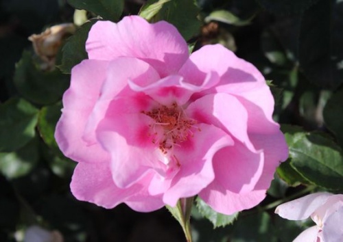 Rosa 'See you in Rosé'
