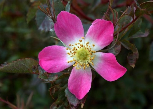 Rosa rubrifolia
