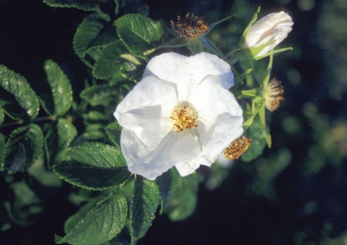Rosa rugosa alba