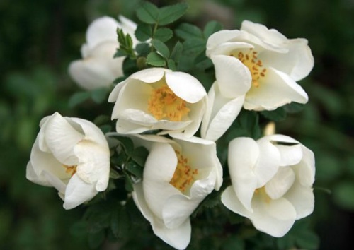 Rosa pimpinellifolia / spinosissima