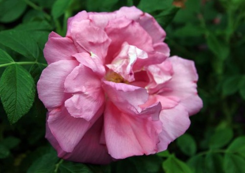 Rosa rugosa 'Rosa Zwerg'