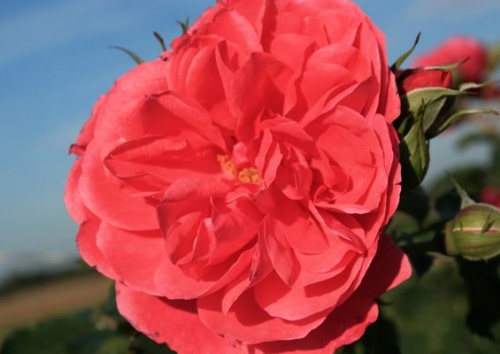 Rosa 'Rosarium Uetersen'