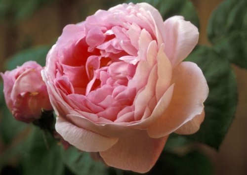 Rosa centifolia muscosa 'Blanche Moreau'