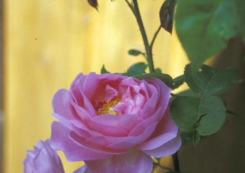 Rosa centifolia muscosa 'Blanche Moreau'