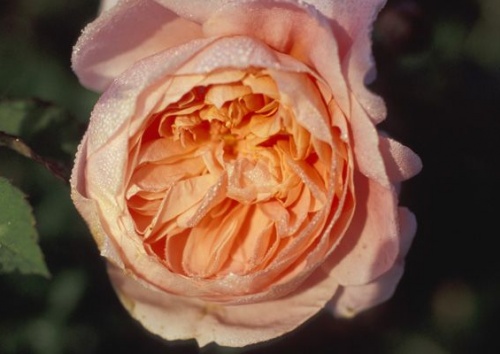 Rosa 'Colette'