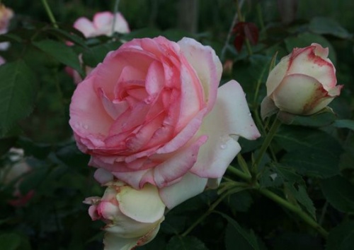 Rosa 'Eden Rose 85'