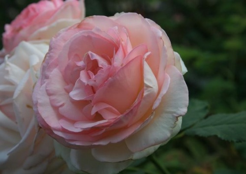 Rosa 'Eden Rose 85'
