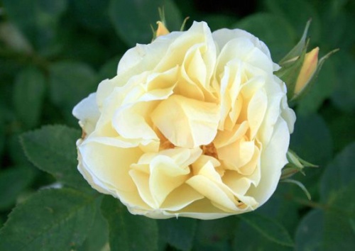 Rosa rugosa 'Gelbe Dagmar Hastrup'
