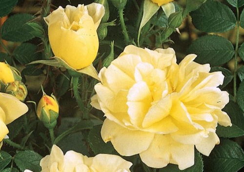 Rosa rugosa 'Gelbe Dagmar Hastrup'
