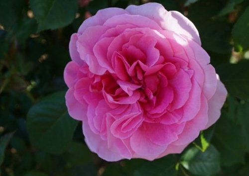 Rosa 'Gertrude Jekyll'
